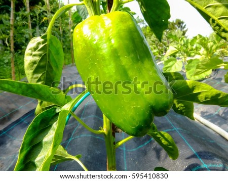 Photo picture Green peppers growing in the vegetable garden