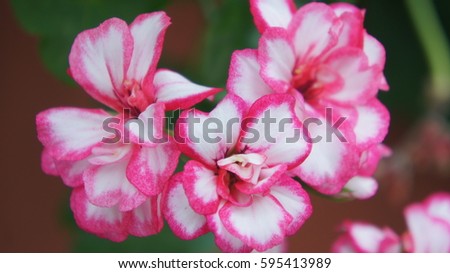 White flowers with pink edges