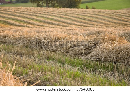 Fields full of straw