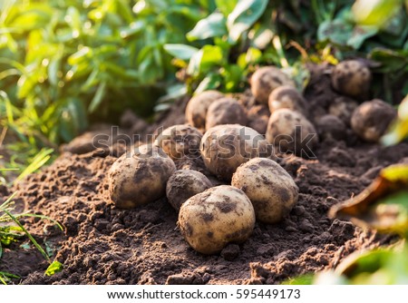 fresh organic potatoes in the field Royalty-Free Stock Photo #595449173