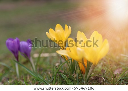 Beautiful violet and yellow crocuses flower growing on the green grass, the first day of spring. Seasonal easter sunny natural beautifull background. Golden tones, selective focus.