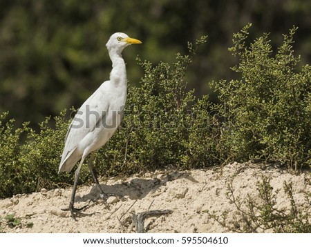 Cattle egret wandering in the farm land of Bahrain