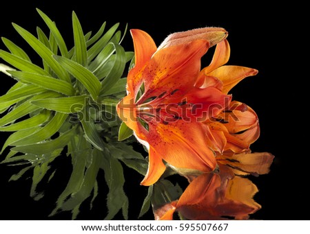 red tiger lily isolated on a black background. Tiger Lily (Lilium Lancifolium, tigrinum)