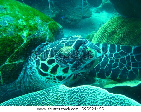 diving turtle  coral reef underwater