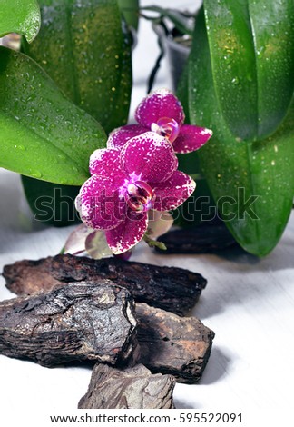 
A bright colorful orchid covered with drops of dew and next to the green leaves of orchids and wood shavings.