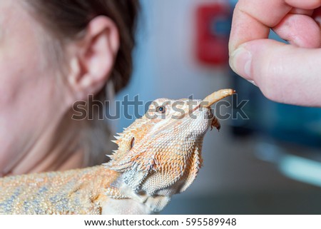 Brown iguana eating insect on women's shoulders