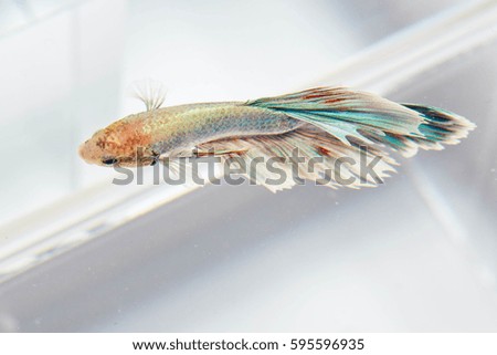 isolated betta fish in white background