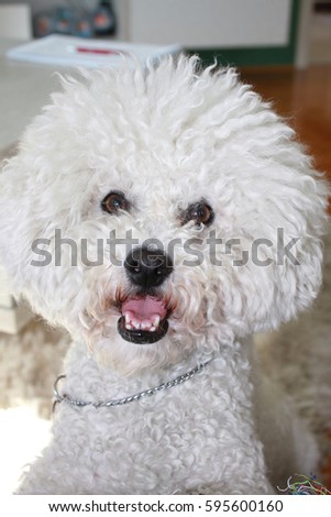 Portrait of cute male Bichon Frise dog