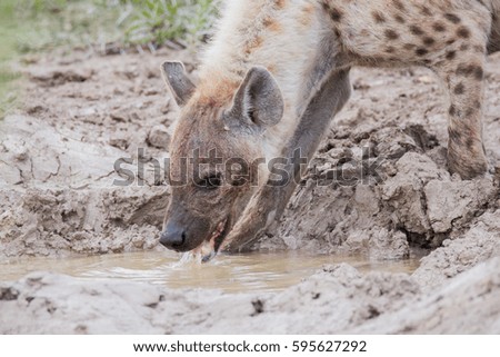 hyena carnivorous mammal etosha national park namibia africa