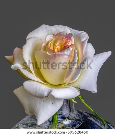 vintage pastel rose blossom in a vase,delicate still life fine art floral macro portrait,single isolated bloom,filigree fine texture,gray background