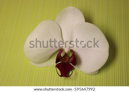 orchid blossom isolated on green background