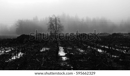 Swampy fields in the country
