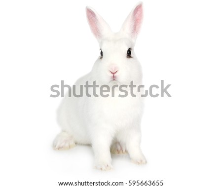 Cute white fluffy Bunny isolated on white background
