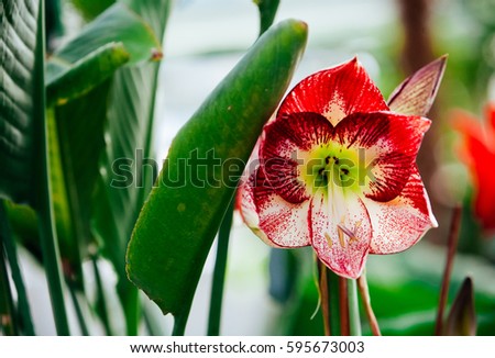 beautiful lilies on a green background