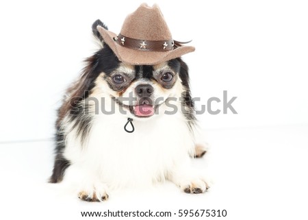 Cute Chihuahua dog on white background wear hat