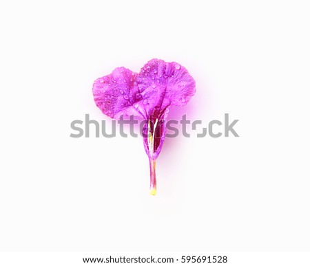 Purple flowers on a white background.