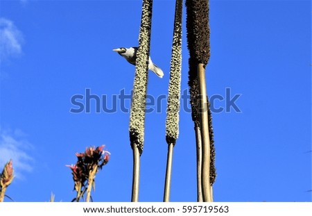 A bird staying at branches of flowers under blue sky