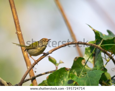 Image of bird (Common Tailorbird)   on the branch on natural background. 