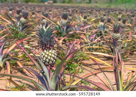The most famous Chiangrai Phu lae (in Thai language) plant species Pineapple at pineapple farm in Chiang Rai province North of Thailand