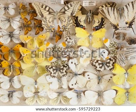 An old collection of butterflies in a display box with identification labels.