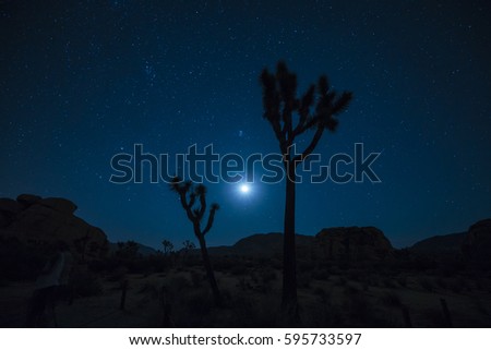 Joshua tree national park at night with star,California,usa.