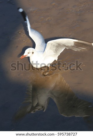 seagull on the beach with reflection 
