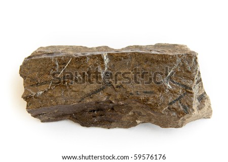 fossil of cambrian, ordovician graptolite detailed macro shot (monograptus) Royalty-Free Stock Photo #59576176