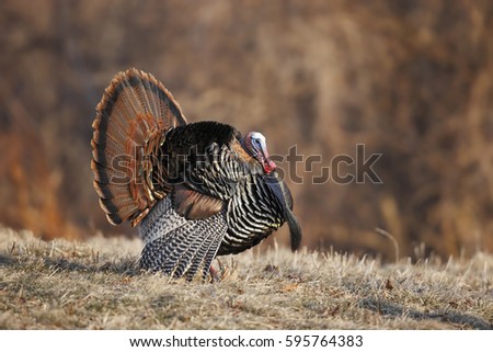 A male wild turkey in full strutting display. Royalty-Free Stock Photo #595764383
