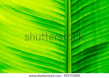 Closeup of fresh green banana leaf texture with sunlight in a garden.Abstract nature pattern background.