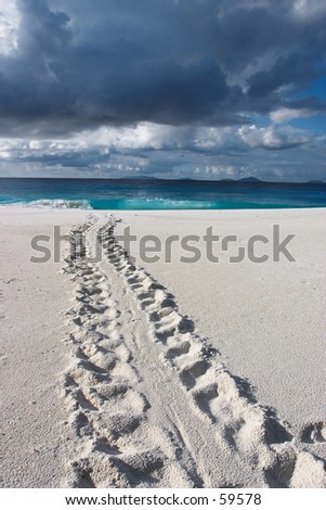 Track of an endangered Hawksbill Turtle disappearing into the sea under a lowering sky. Taken on Fregate Island resort, Seychelles, looking towards other islands in the group. Royalty-Free Stock Photo #59578