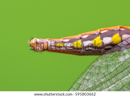 macro closeup abdomen of Ascalaphidae - Owlfly with green background