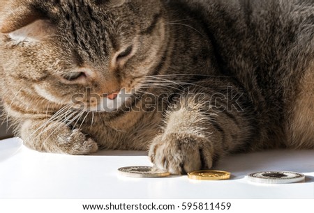 The cat put a paw with claws on gold and silver coins.