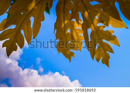 Yellow leaves with sky