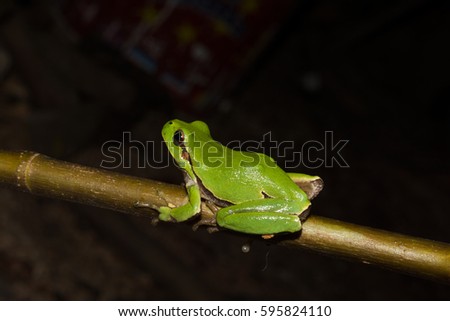  Italian tree frog on a branch black background,Hyla intermedia