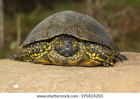 Sicilian pond turtle, Emys trinacris