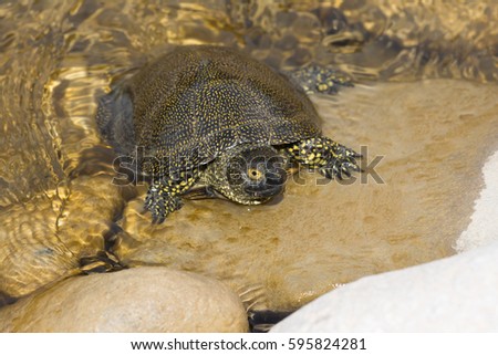 Sicilian pond turtle, Emys trinacris
