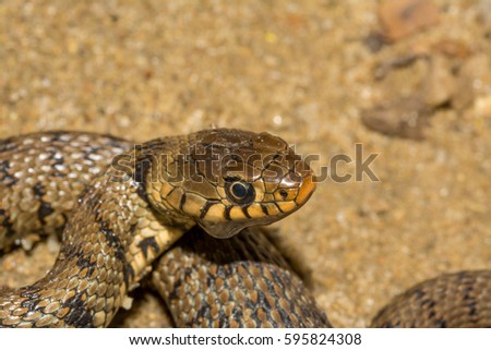 Grass snake, ringed snake or water snake on the shore, Natrix  natrix