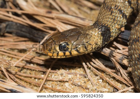 Grass snake, ringed snake or water snake on the shore, Natrix  natrix