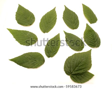 Leaves on a white background