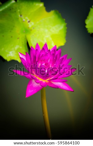 Beautiful pink lotus in the water.