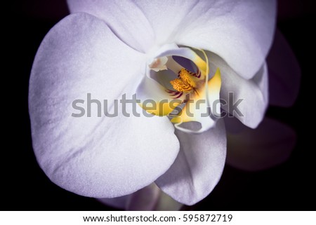 orchid on black background, closeup of the flower purple hues