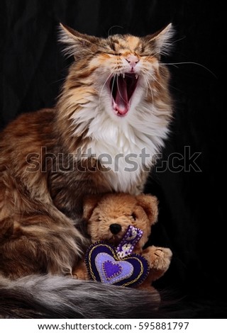 Norwegiand  forest cat with plushtoys is yawning Royalty-Free Stock Photo #595881797