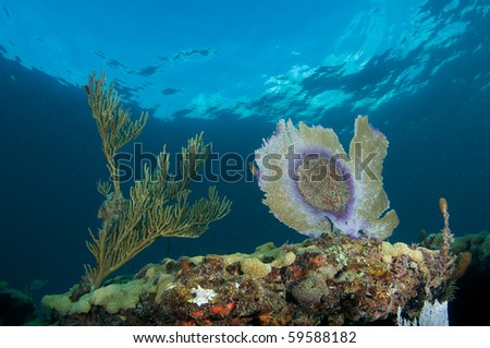 Damaged sea fan growing next to a healthy Sea Rod on a coral ledge.  Picture taken in Broward County, Florida.