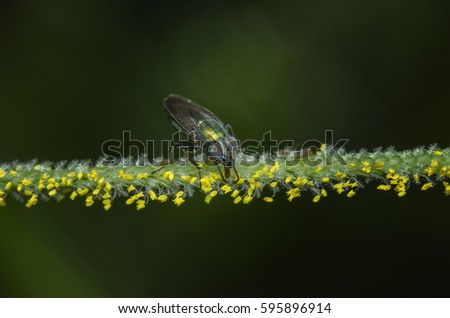 Green metallic fly pollinated with pollen on grass flower. Selective focus.