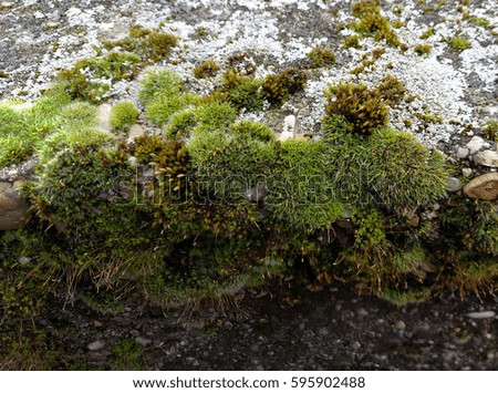 different moss species on weathered stone