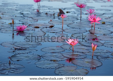 Pink water lily with purple flowers bloom on lake background