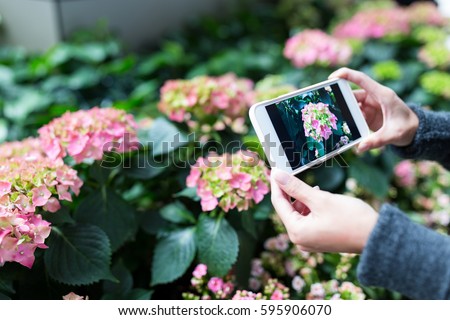 Woman taking photo on Hydrangea