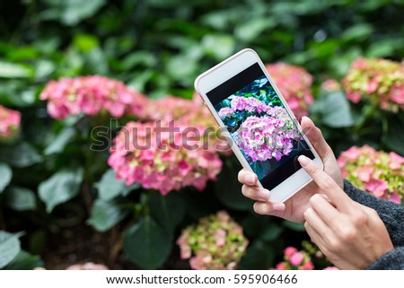 Woman taking photo on Hydrangea at garden