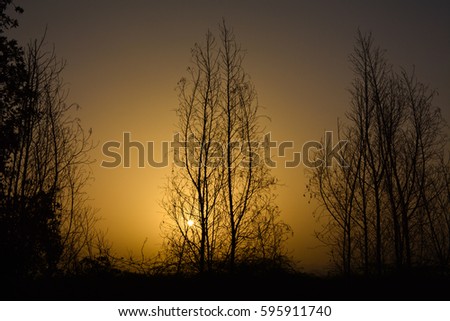 Sunrises in Saudi arabia with golden sky and silhouette trees