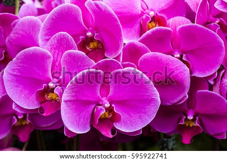 Close-up of phalaenopsis, orchid, Phalaenopsis amabilis